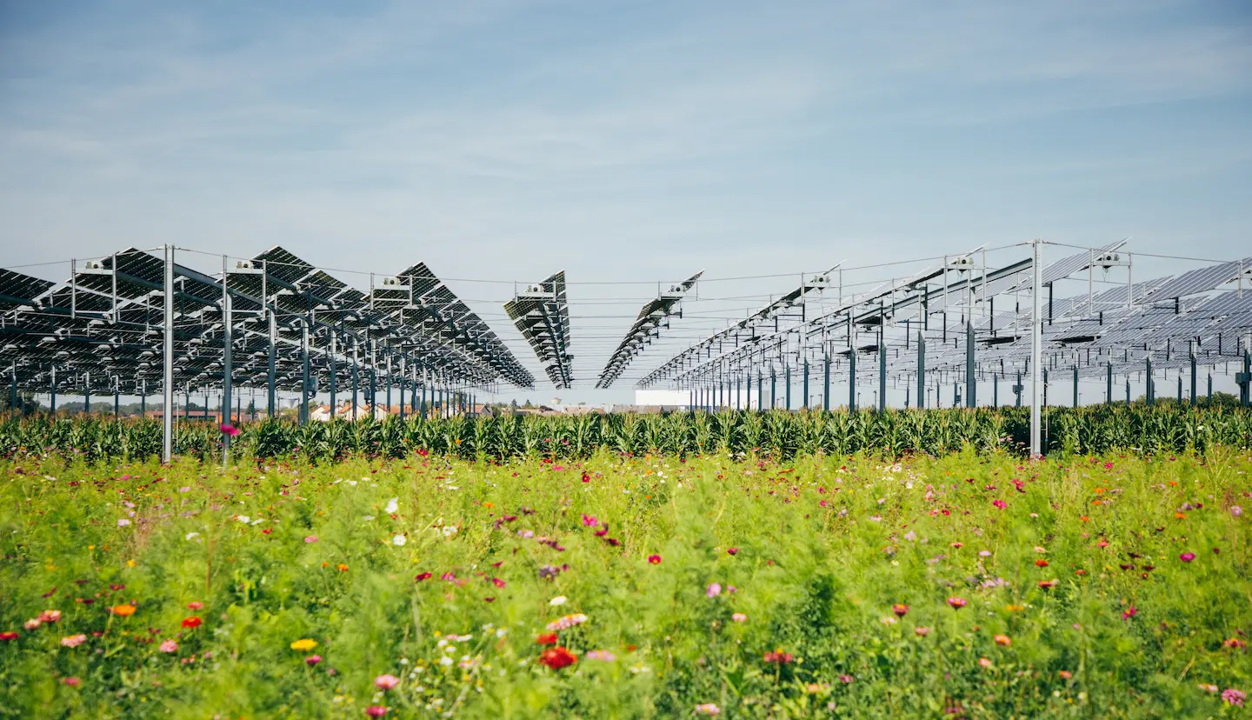 Tenso structures Agrivoltaics